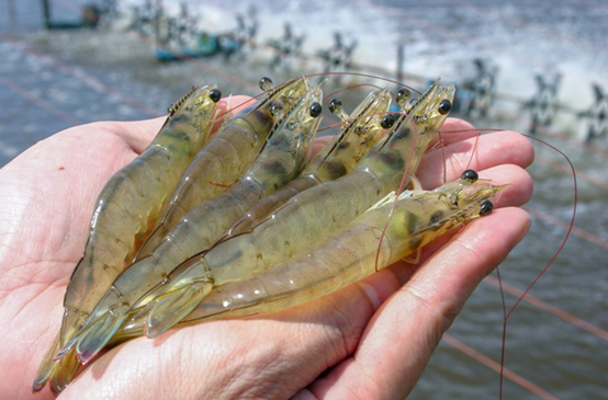大蝦養(yǎng)殖尾水咋處理？想賺錢的蝦農都用氣浮機，1招就能變廢為寶